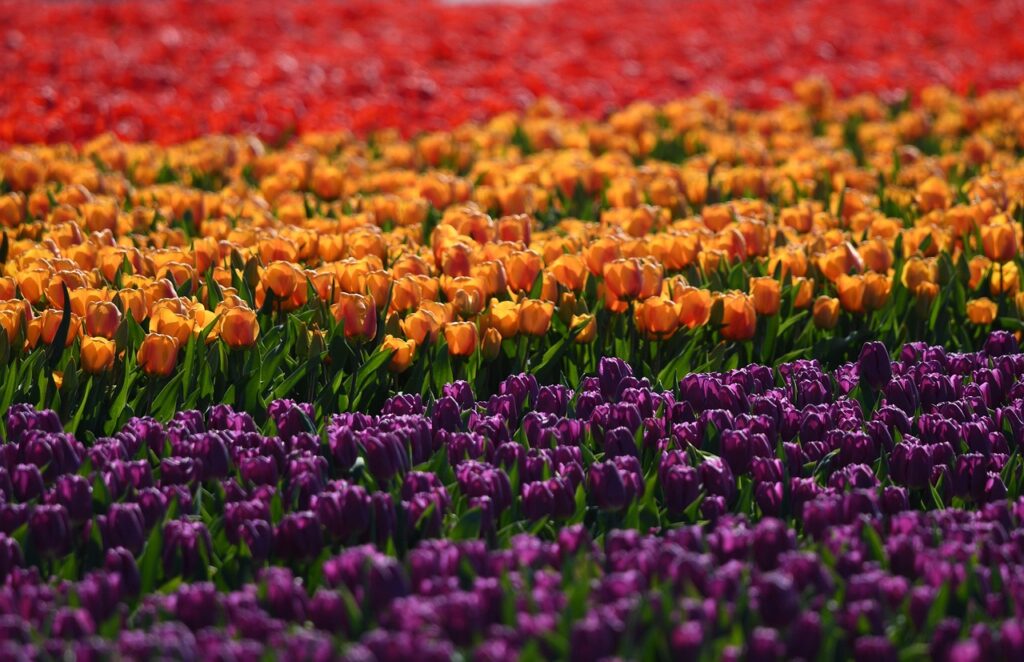 Valley of flowers