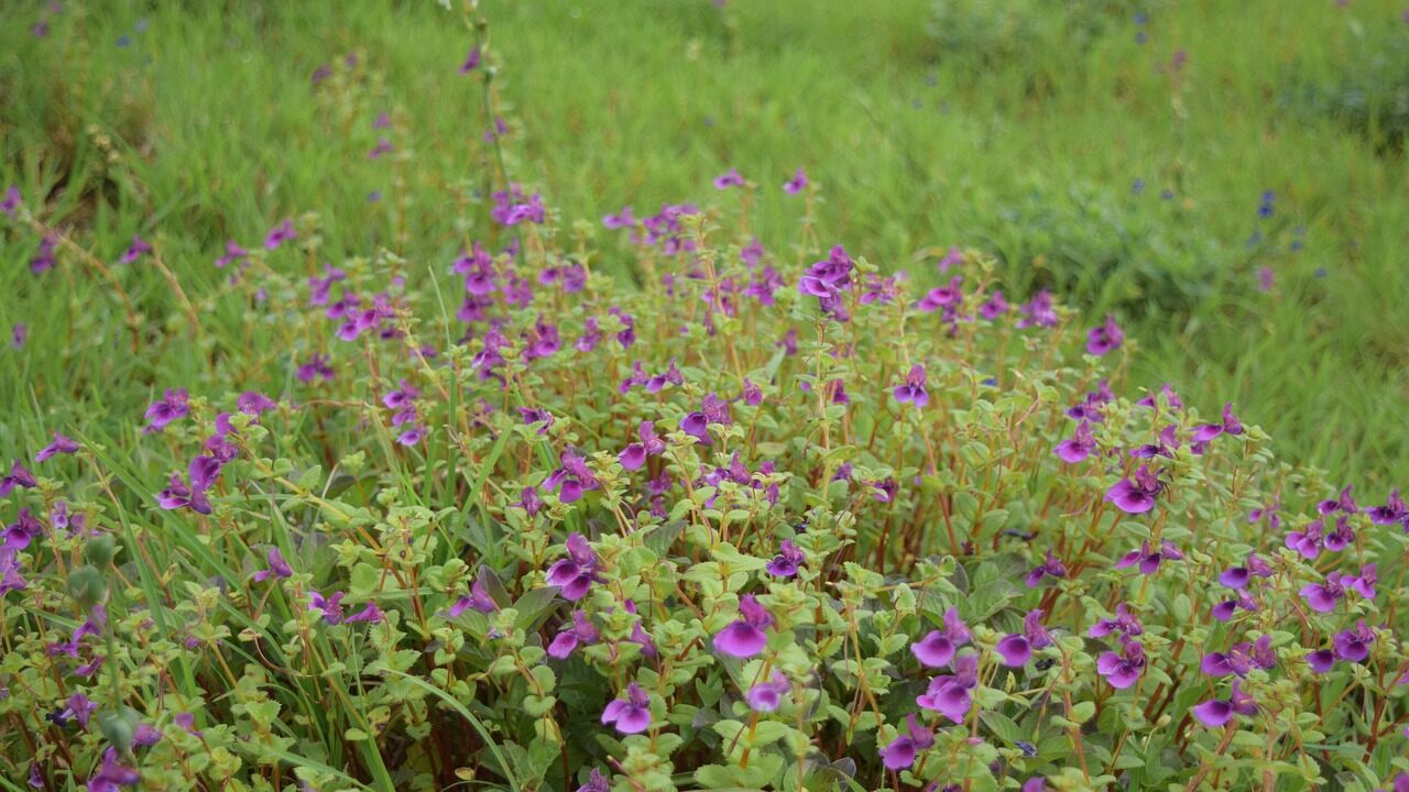 Valley of flowers