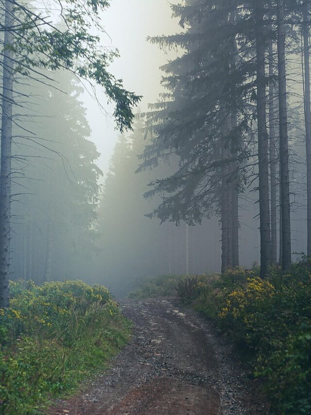 5 Magical Places in India That Only Come Alive During Monsoon – August 2025