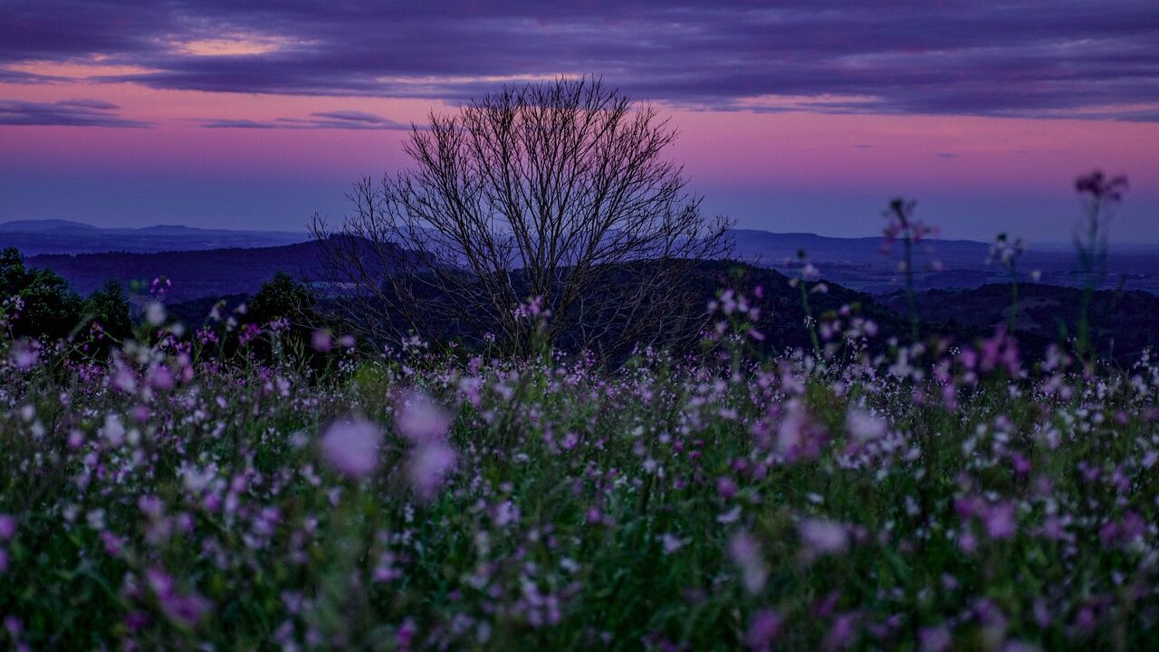 valley of flowers, Uttarakhand